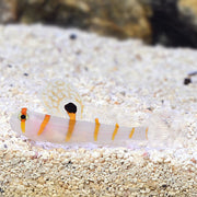 Tangerine Line Goby